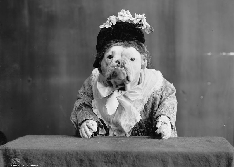 Illustration for article titled Even In The 1900s, Humans Were Obsessed With Photos Of Dogs In Clothes